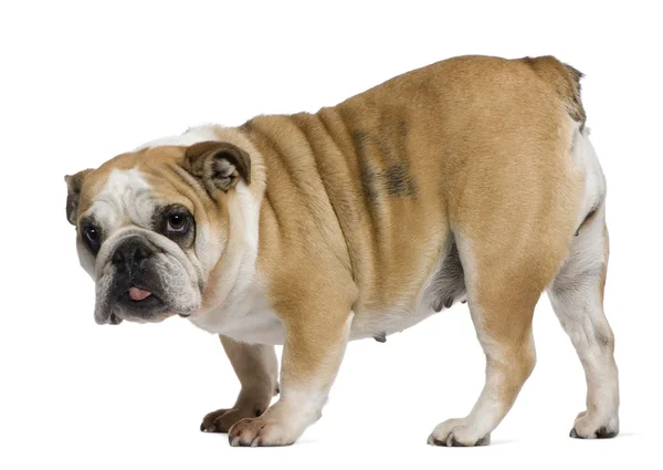 Bulldog inglés, 3 años, de pie frente al fondo blanco —  Fotos de Stock