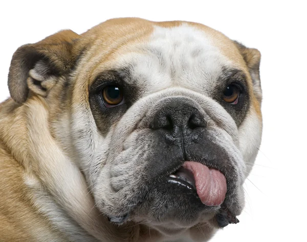 Gros plan de Bulldog anglais, 3 ans, devant fond blanc — Photo
