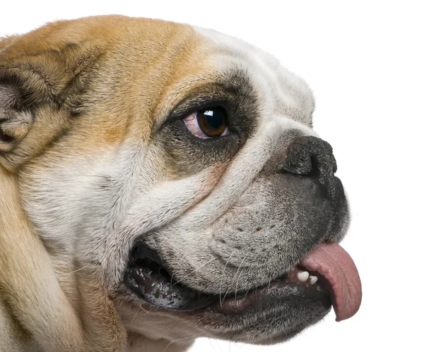 Nahaufnahme einer englischen Bulldogge, 3 Jahre alt, vor weißem Hintergrund — Stockfoto