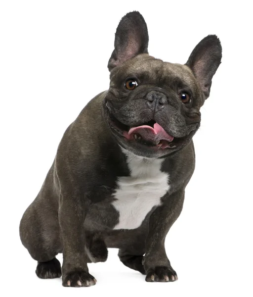 French Bulldog, 4 years old, sitting in front of white backgroun — Stock Photo, Image