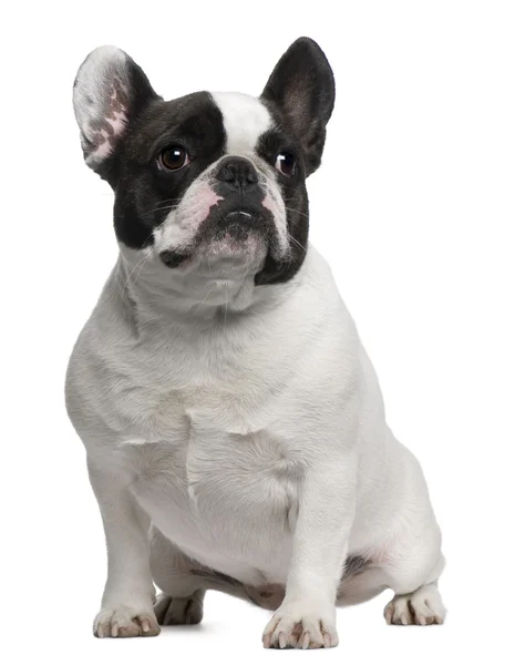 Bulldog francés, 3 años, sentado delante de un fondo blanco —  Fotos de Stock