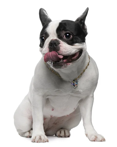 French Bulldog, 12 months old, sitting in front of white backgro — Stock Photo, Image