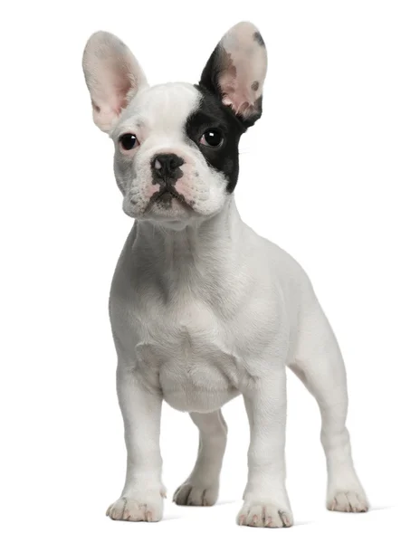 French Bulldog puppy, 3 months old, standing in front of white b — Stock Photo, Image