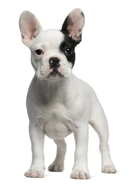 Fransız bulldog yavru köpek, 3 ay yaşlı, beyaz b duran — Stok fotoğraf