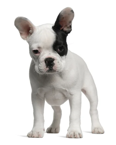 Francese Bulldog cucciolo, 3 mesi, in piedi di fronte a bianco b — Foto Stock