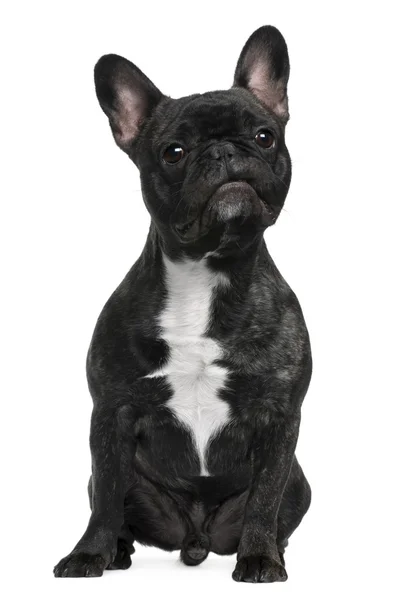 Bulldog francés, 12 meses, sentado frente al fondo blanco — Foto de Stock