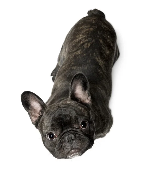 stock image French Bulldog, 12 months old, sitting in front of white background