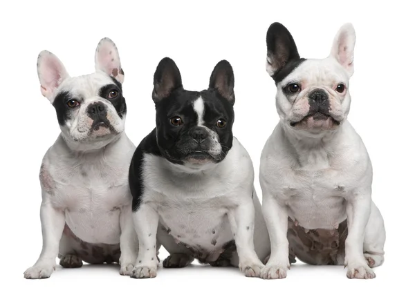 Francia Bulldog, fehér háttér előtt ülő csoport — Stock Fotó