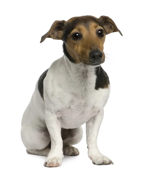 Jack Russell Terrier, 4 anni, seduto davanti a uno sfondo bianco — Foto Stock
