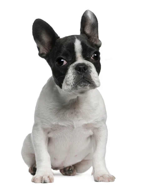 French Bulldog puppy, 4 months old, sitting in front of white ba — Stock Photo, Image