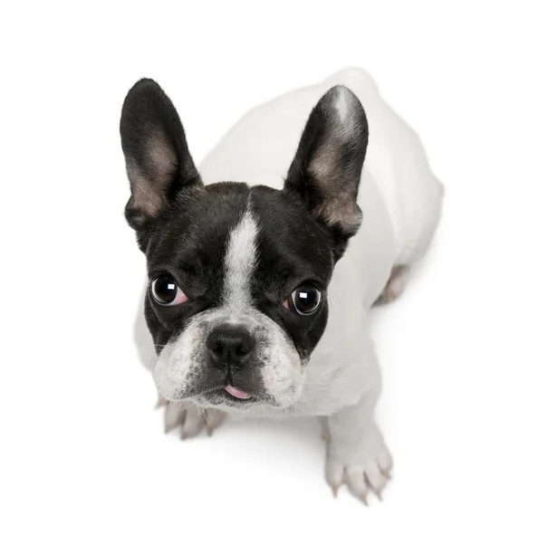 French Bulldog puppy, 4 months old, sitting in front of white background — Stock Photo, Image