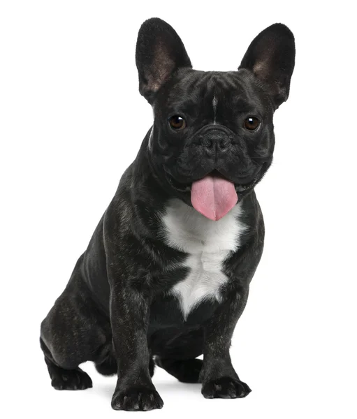 Bulldog francés, 4 meses, sentado frente al fondo blanco —  Fotos de Stock