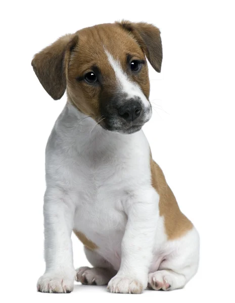 Jack Russell Terrier pentu, 2 kk vanha, istuu valkoisen taustan edessä — kuvapankkivalokuva