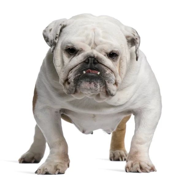 English Bulldog, 5 years old, standing in front of white background — Stock Photo, Image