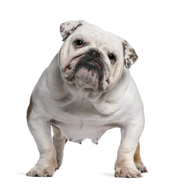 İngilizce bulldog, 5 yıl yaşlı, beyaz arka plan duran — Stok fotoğraf