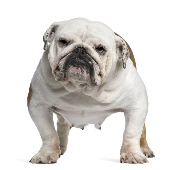 Engels bulldog, 5 jaar oud, staande voor de witte achtergrond — Stockfoto