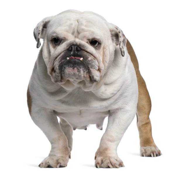 İngilizce bulldog, 5 yıl yaşlı, beyaz arka plan duran — Stok fotoğraf