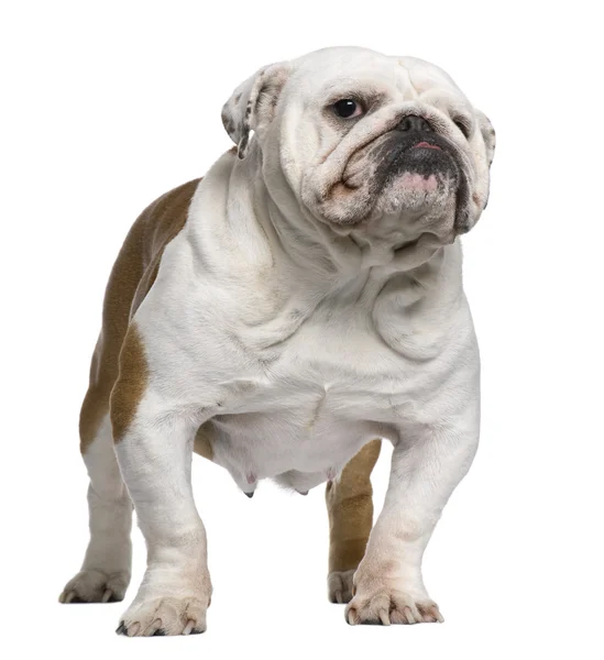 Bulldog Inglés, 5 años, de pie frente al fondo blanco — Foto de Stock