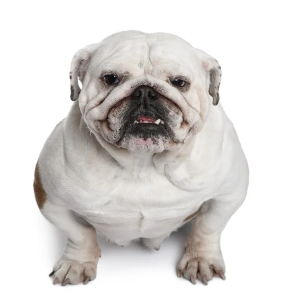 Engels bulldog, 5 jaar oud, staande voor de witte achtergrond — Stockfoto