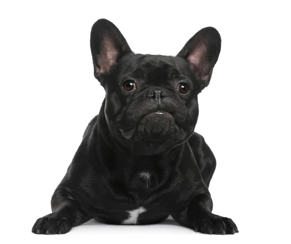 French Bulldog lying in front of white background — Stock Photo, Image