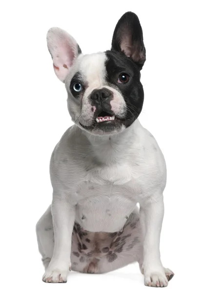 Bulldog francese seduto di fronte a sfondo bianco — Foto Stock