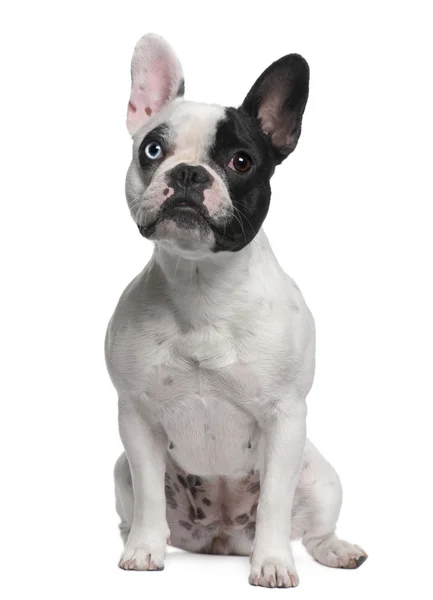 Bulldog francês sentado na frente de fundo branco — Fotografia de Stock