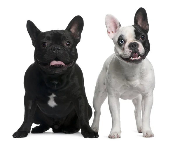 French Bulldogs sitting and standing in front of white background — Stock Photo, Image