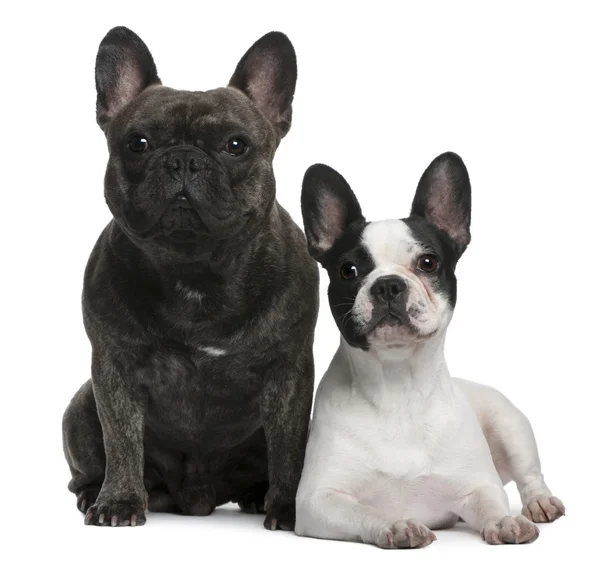 French Bulldogs sitting and standing in front of white background — Stock Photo, Image