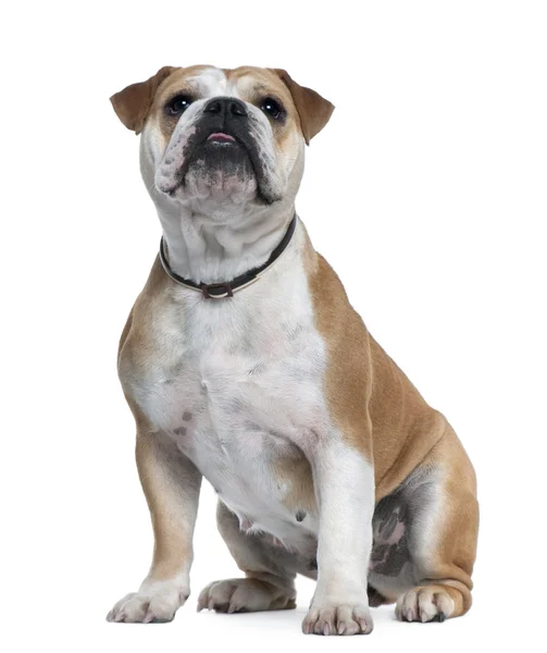 Angol Bulldog, 18 hónapos, fehér háttér előtt ülve — Stock Fotó