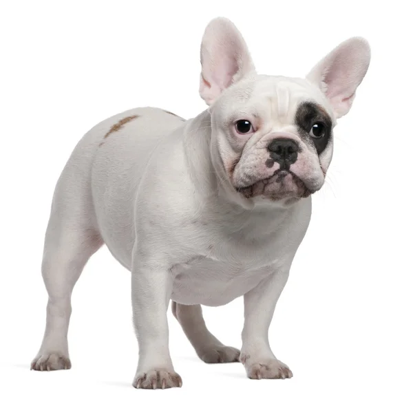 Französische Bulldogge, 12 Monate alt, vor weißem Hintergrund — Stockfoto