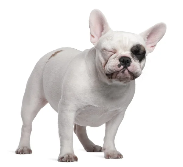 Fransız Bulldog, 12 aylık, beyaz arka planda duruyor. — Stok fotoğraf
