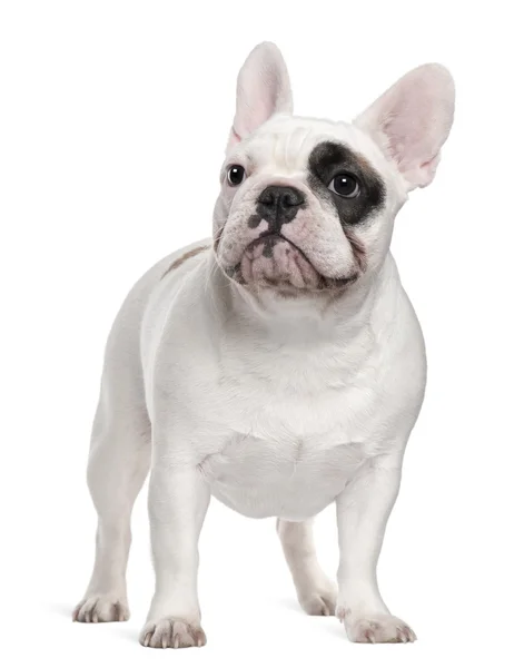 French Bulldog, 12 hónapos, fehér háttér előtt áll — Stock Fotó