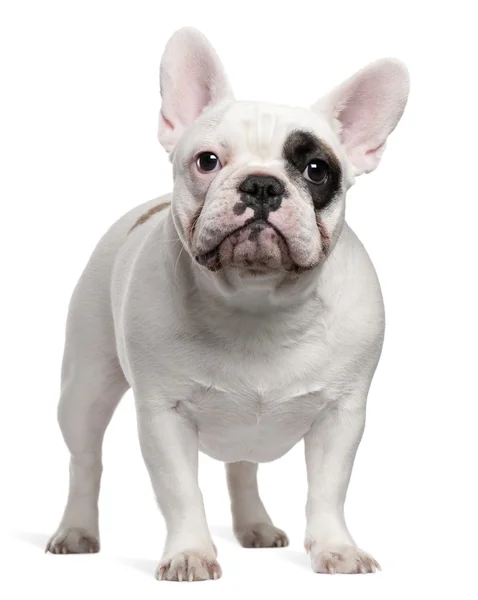 Bulldog francese, 12 mesi, in piedi davanti allo sfondo bianco — Foto Stock