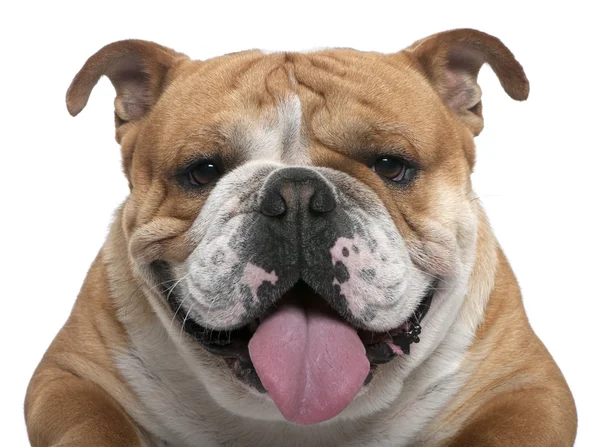 Bulldog englez — Fotografie, imagine de stoc