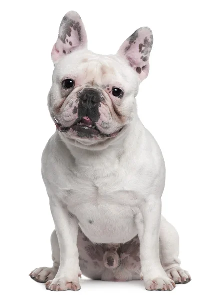 Bulldog francese, 4 anni, seduto davanti a uno sfondo bianco — Foto Stock