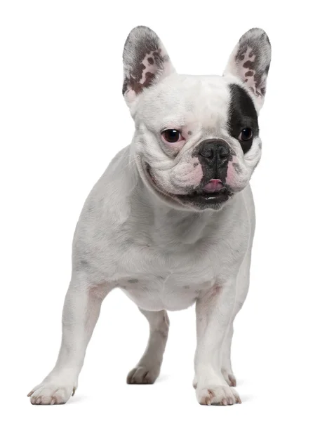 Bulldog francese, 6 anni, davanti a uno sfondo bianco — Foto Stock