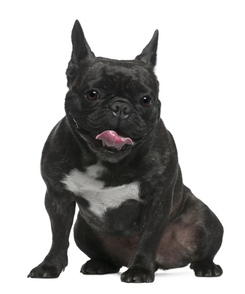 Bulldog francés, 11 meses, sentado frente al fondo blanco —  Fotos de Stock