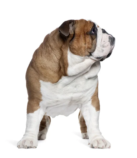 Bulldog inglese, 2 anni, in piedi di fronte a sfondo bianco — Foto Stock