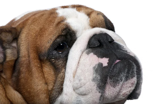 Close-up of English Bulldog — Stock Photo, Image