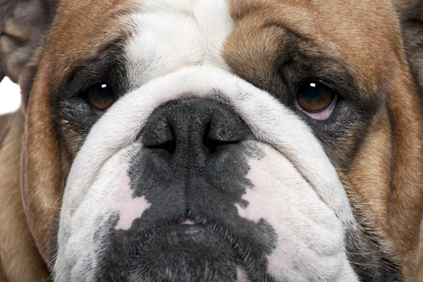 Close-up de English Bulldog, 2 anos — Fotografia de Stock