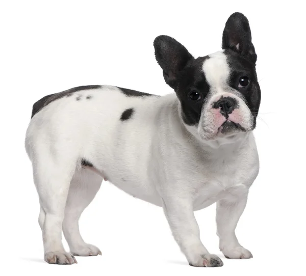 Fransk bulldog — Stockfoto