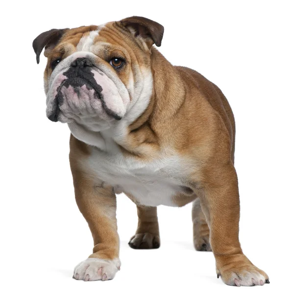 Engelse Bulldog — Stockfoto