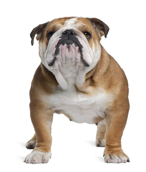 English Bulldog — Stock Photo, Image