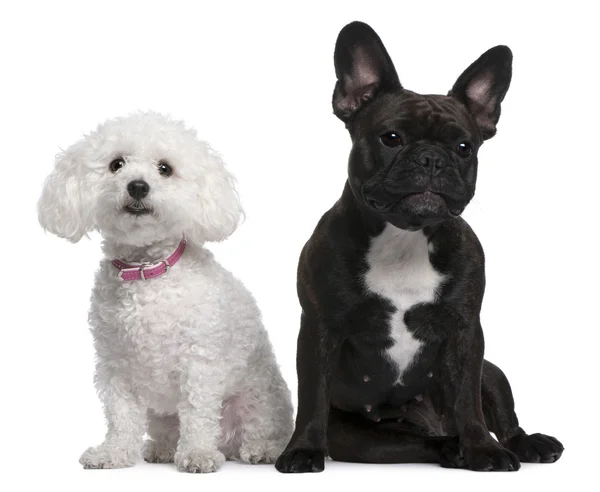 French Bulldog, 18 months old and Bichon Frise, 3 years old, sitting in front of white background — Stock Photo, Image