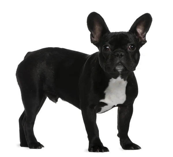 French Bulldog puppy, 7 months old, standing in front of white background — Stock Photo, Image