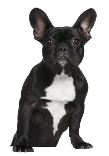 Cachorro Bulldog francés, 7 meses de edad, de pie frente al fondo blanco —  Fotos de Stock