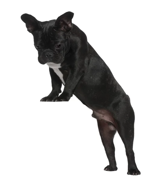 Ranskan bulldoggi — kuvapankkivalokuva