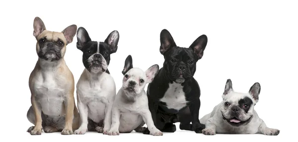 Gruppe französischer Bulldoggen vor weißem Hintergrund — Stockfoto