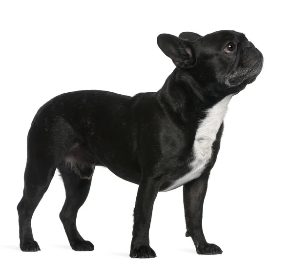 French Bulldog — Stock Photo, Image