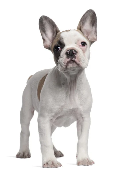 Cachorro bulldog francés, 3 meses de edad, de pie frente al fondo blanco —  Fotos de Stock